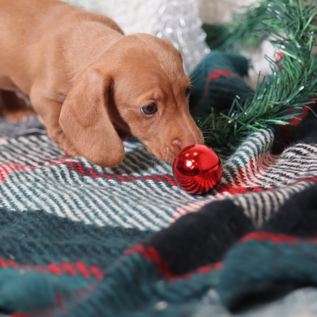 red smooth dachshund