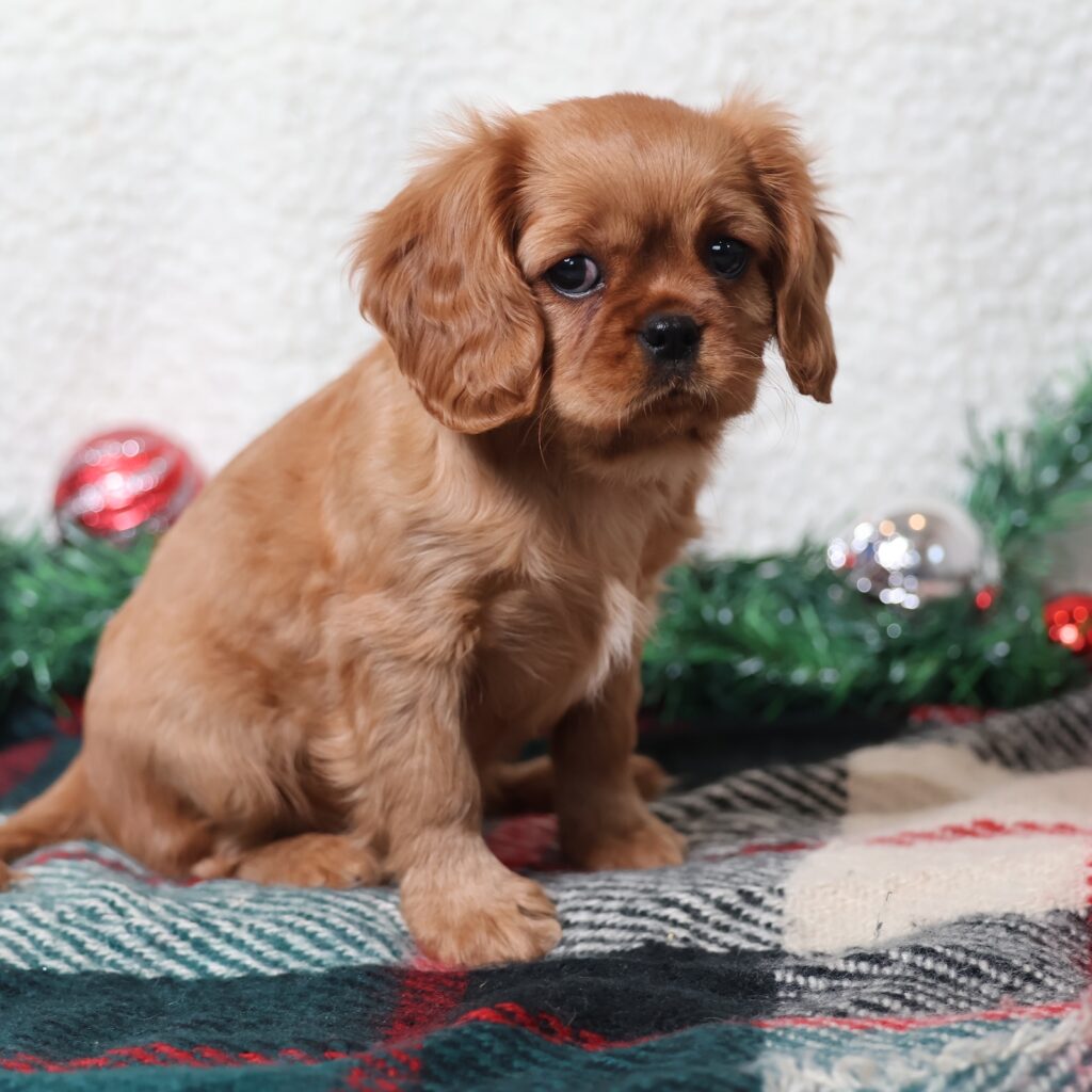 ruby cavalier king