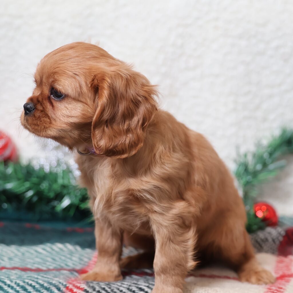 ruby cavalier king charles spaniel