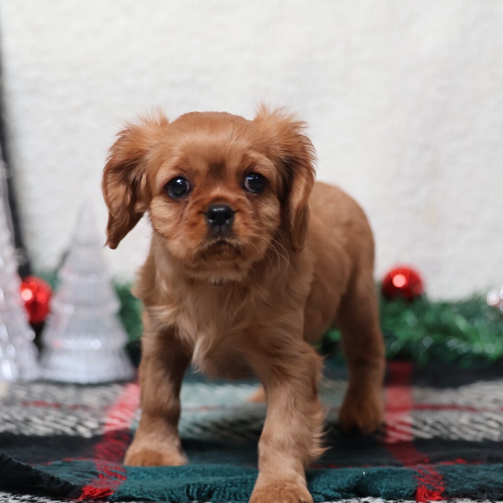 ruby cavaliers king charles spaniels