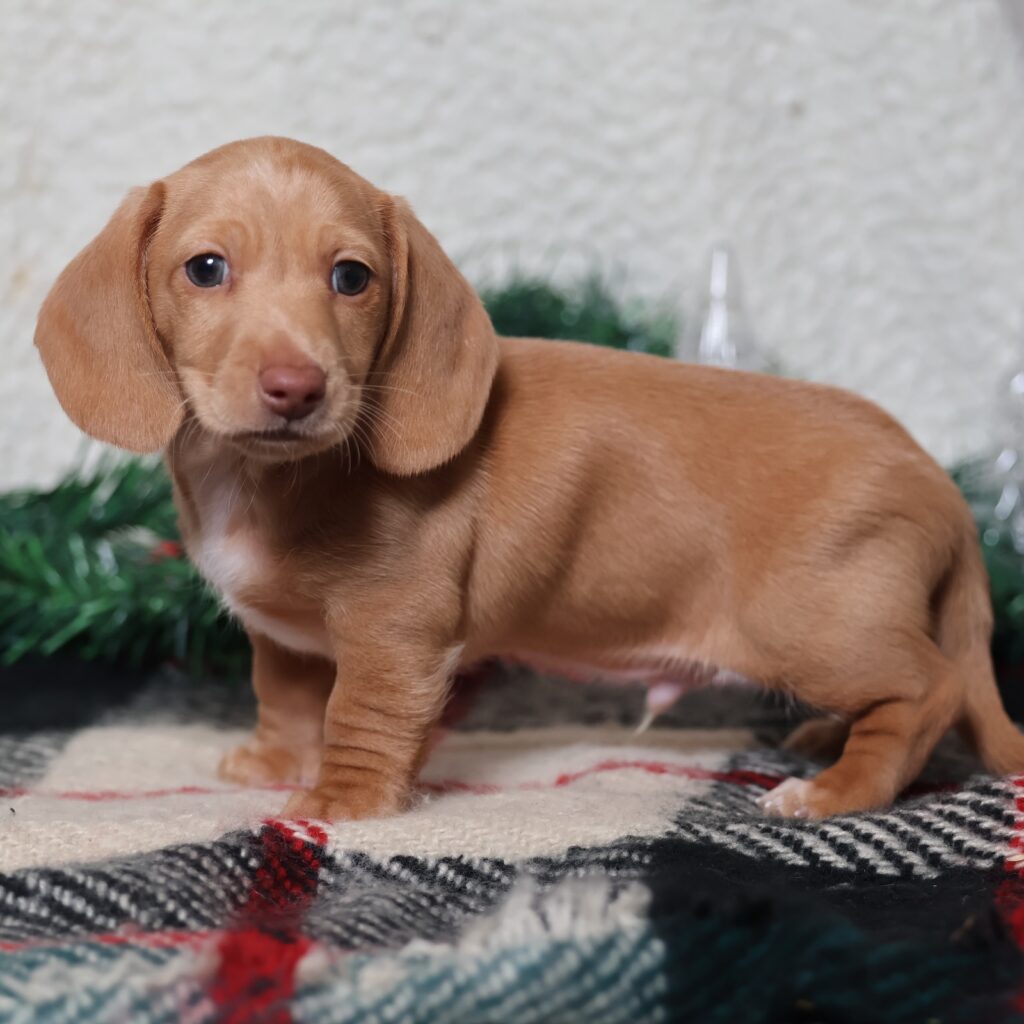shaded red dachshund