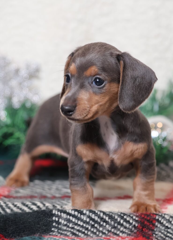 short hair dachshund for sale