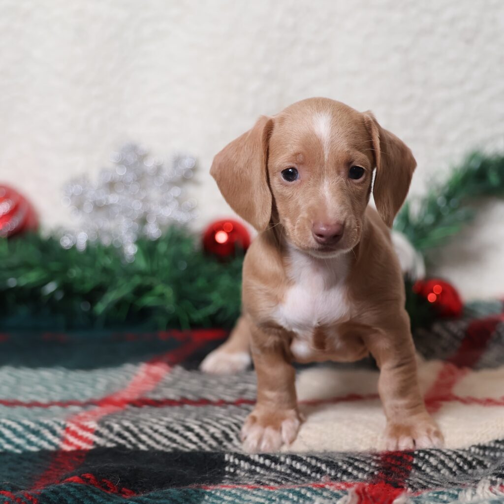 short hair mini dachshund