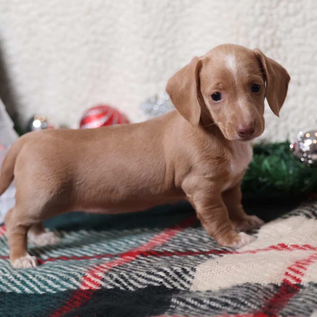 short haired dachshund