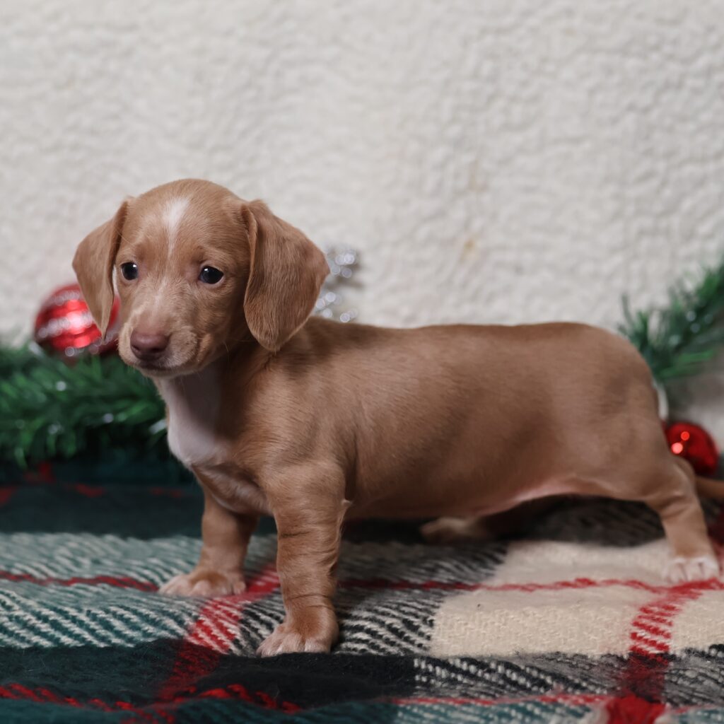 short haired dachshund for sale