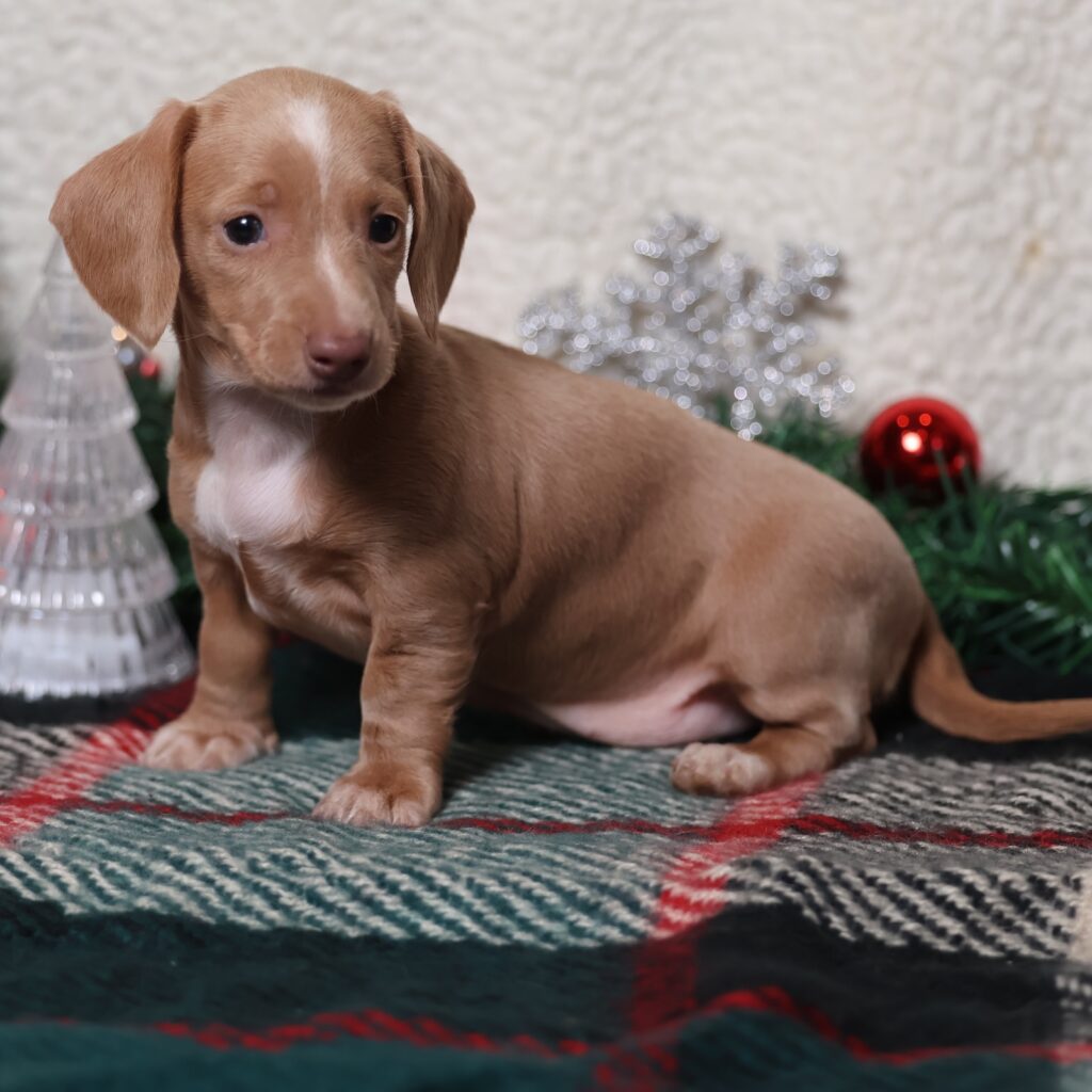 short haired dachshund puppies for sale