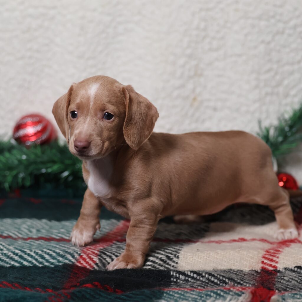 short haired dachshund