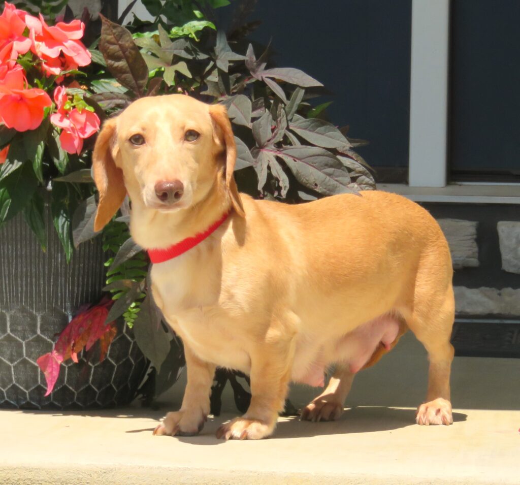 Queenie Dachshund Mom