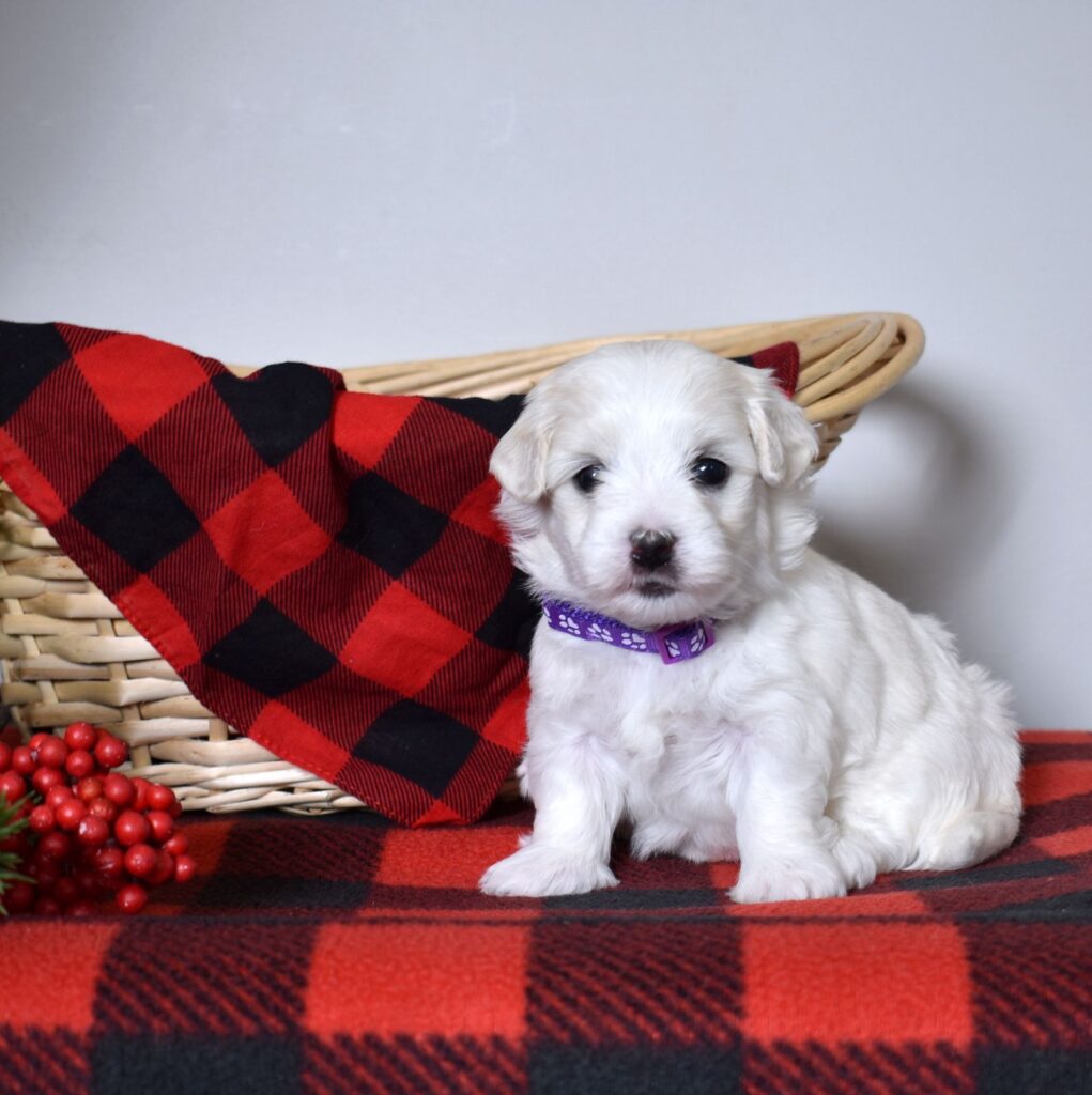 akc coton de tulear breeders