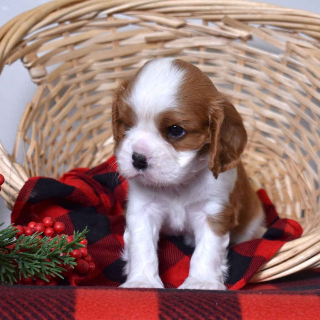 blenheim cavalier king