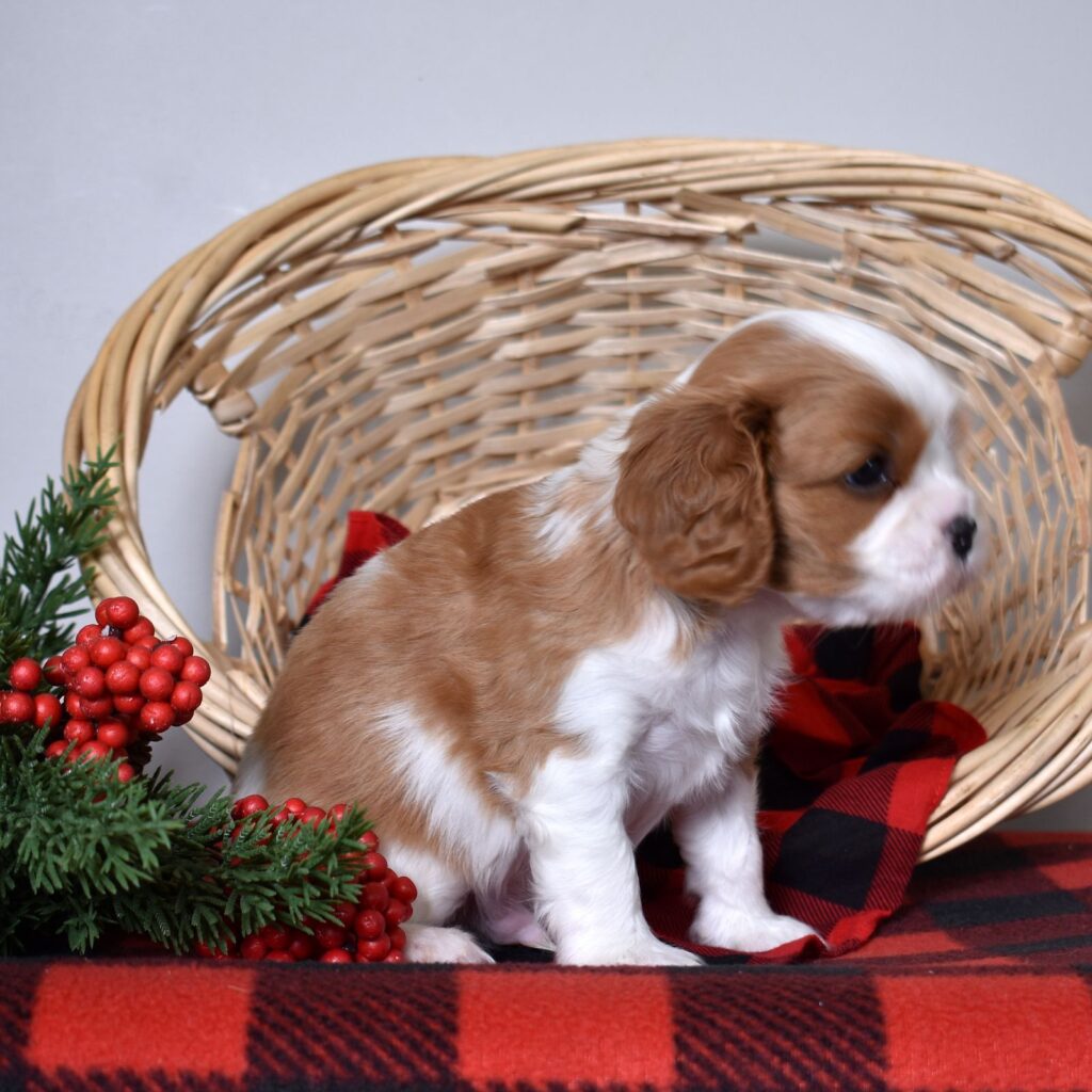 blenheim cavalier spaniel