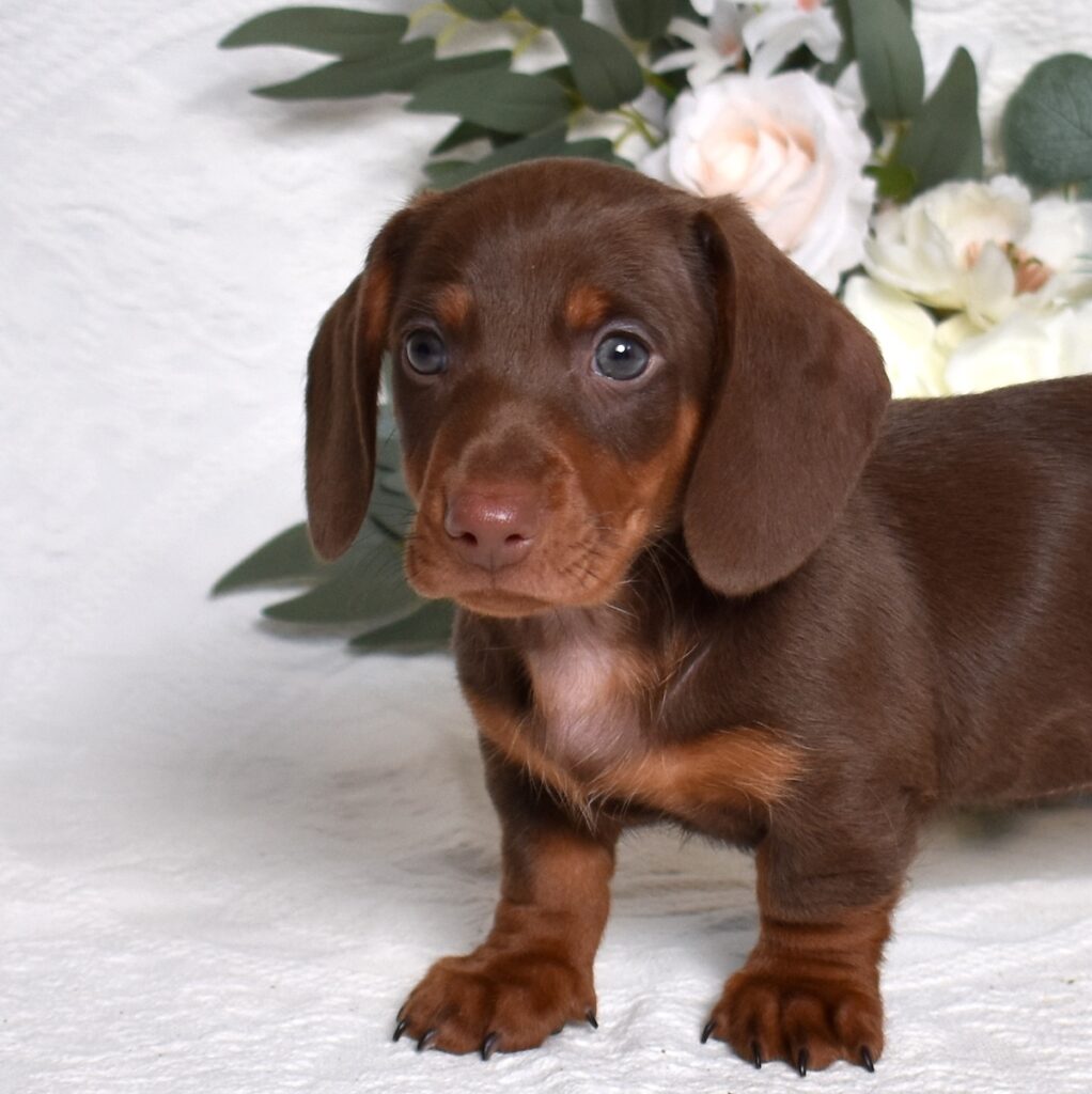 brown dachshund puppy