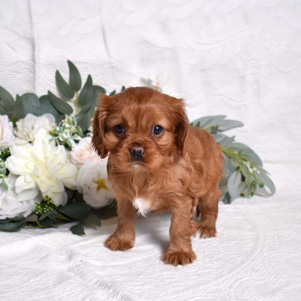 cavalier charles puppy