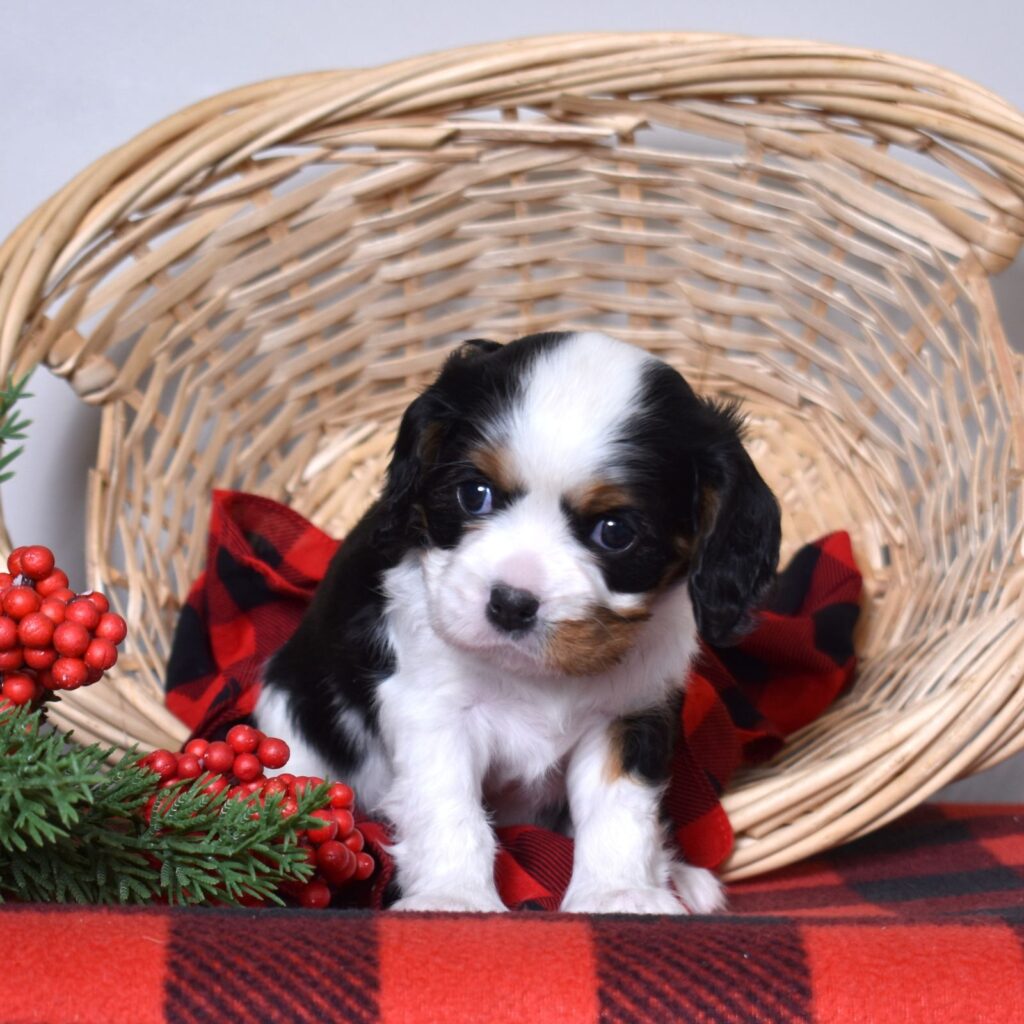 cavalier charles puppy