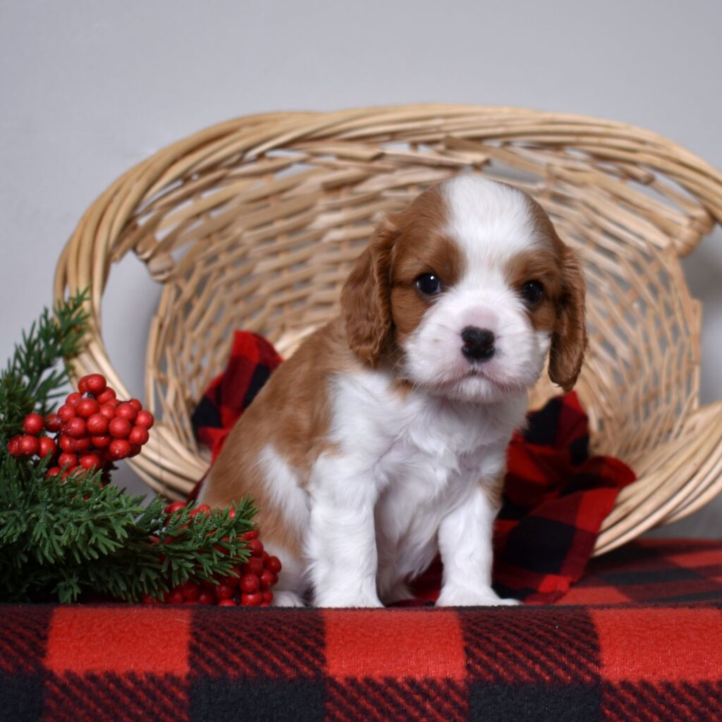 cavalier king charles blenheim