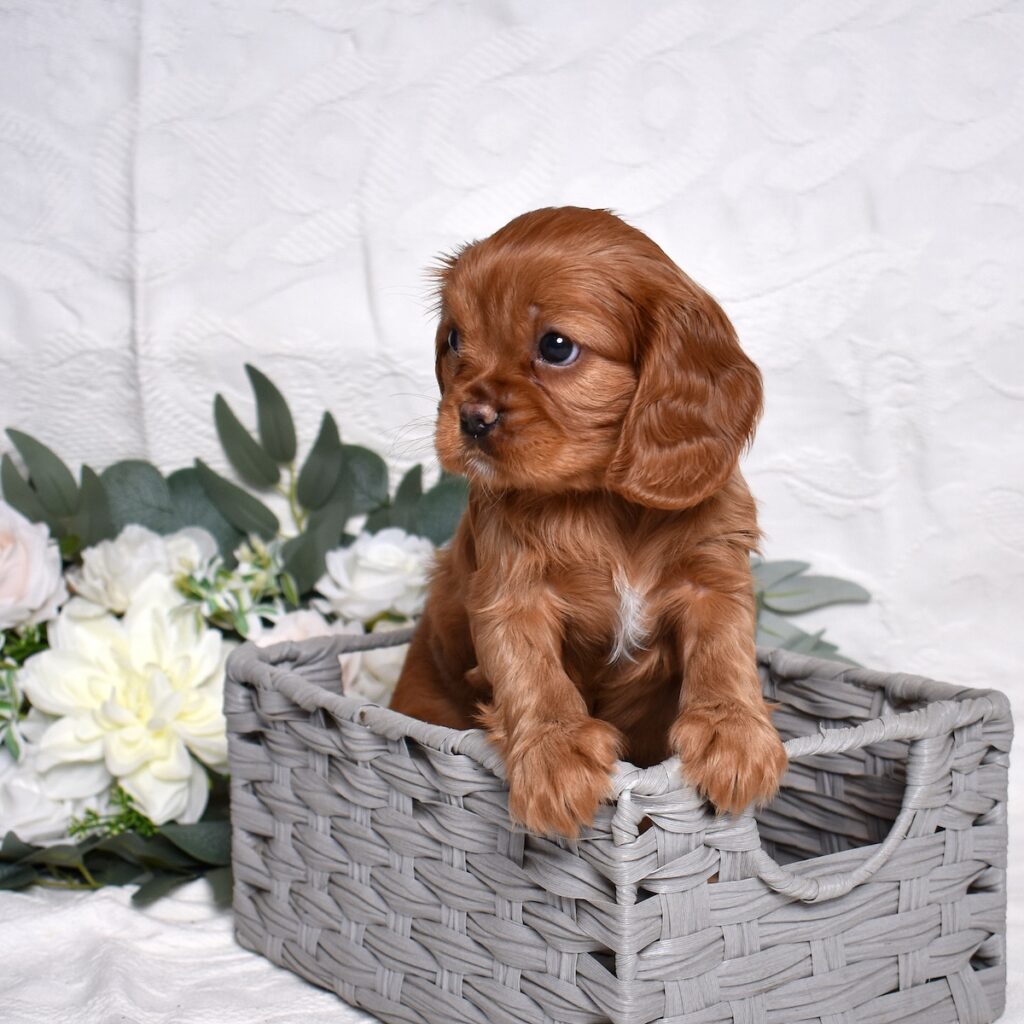 cavalier king charles cavalier puppies