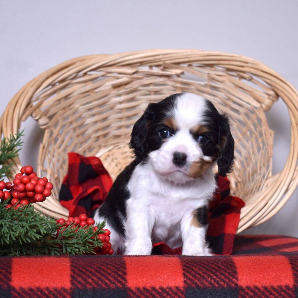 cavalier king charles cavalier puppies