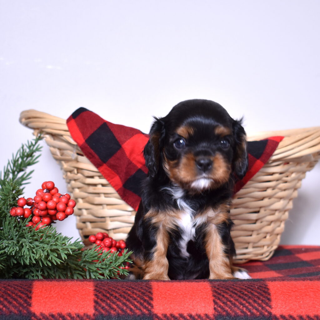 cavalier king charles puppies