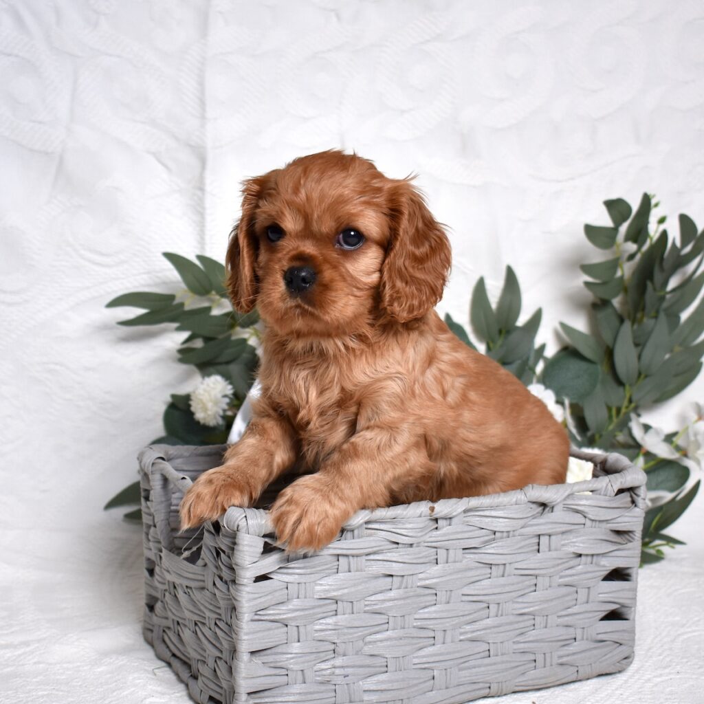 cavalier king charles spaniel