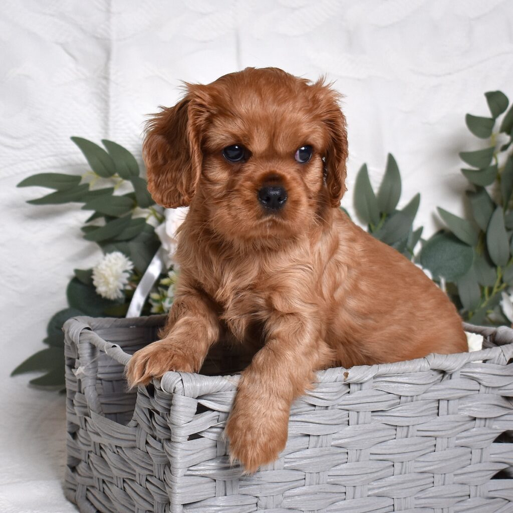 cavalier king charles spaniel adoption