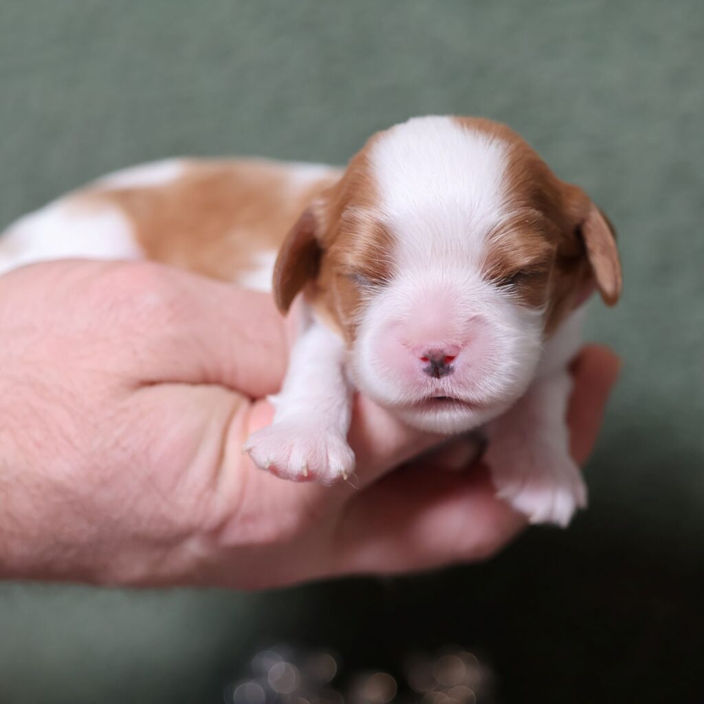 cavalier king charles spaniel for adoption