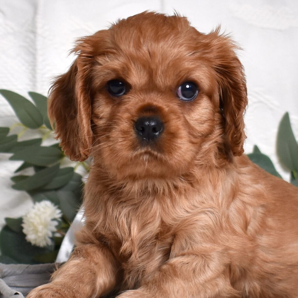 cavalier king charles spaniel for sale