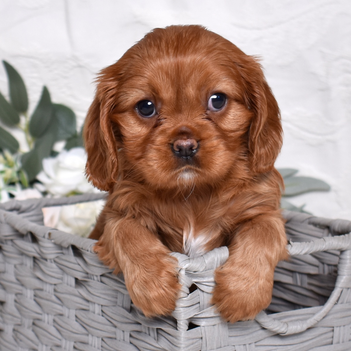 Cavalier King Charles Spaniel Temperament Guide