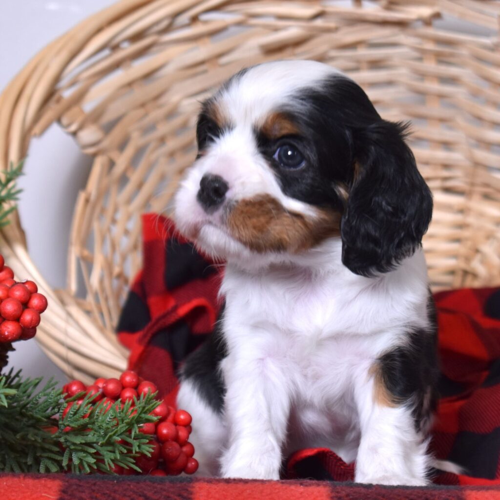 cavalier king charles spaniel puppies