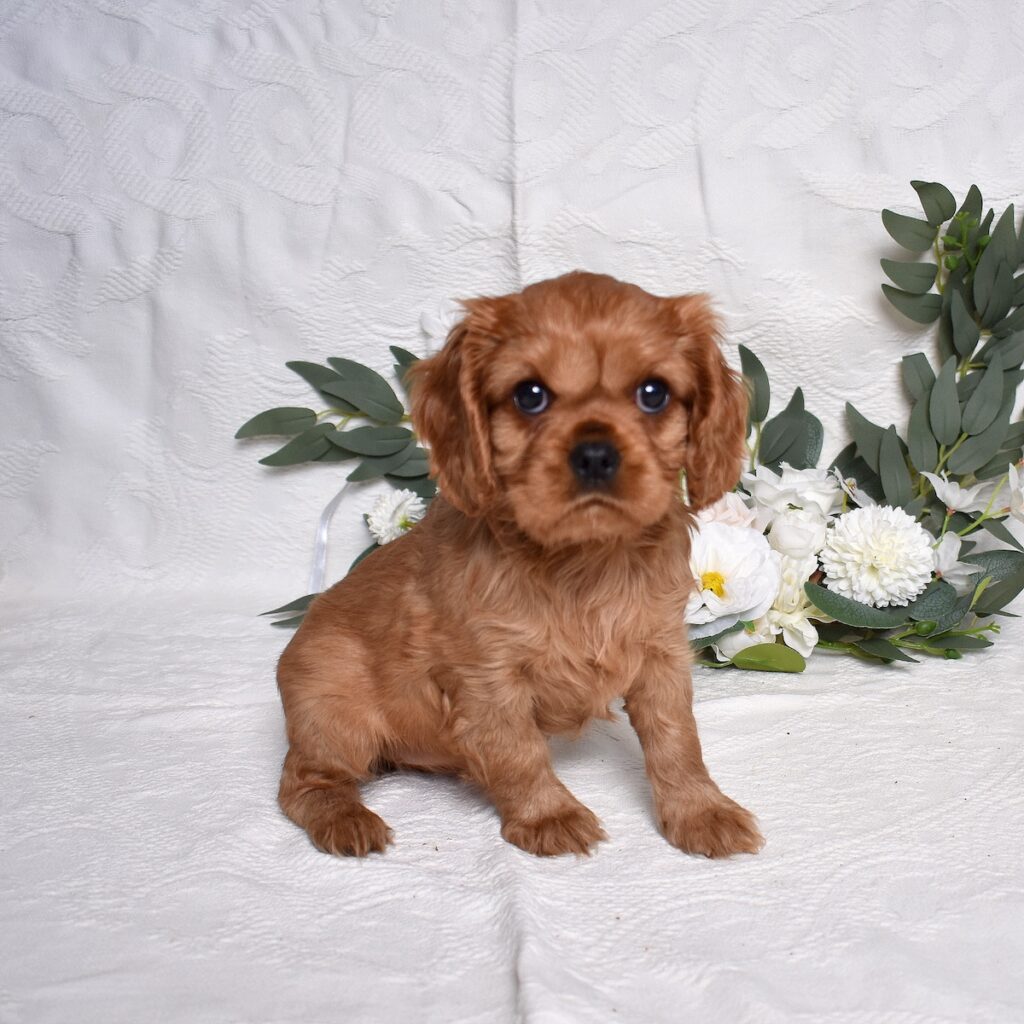 cavalier king charles spaniel puppies