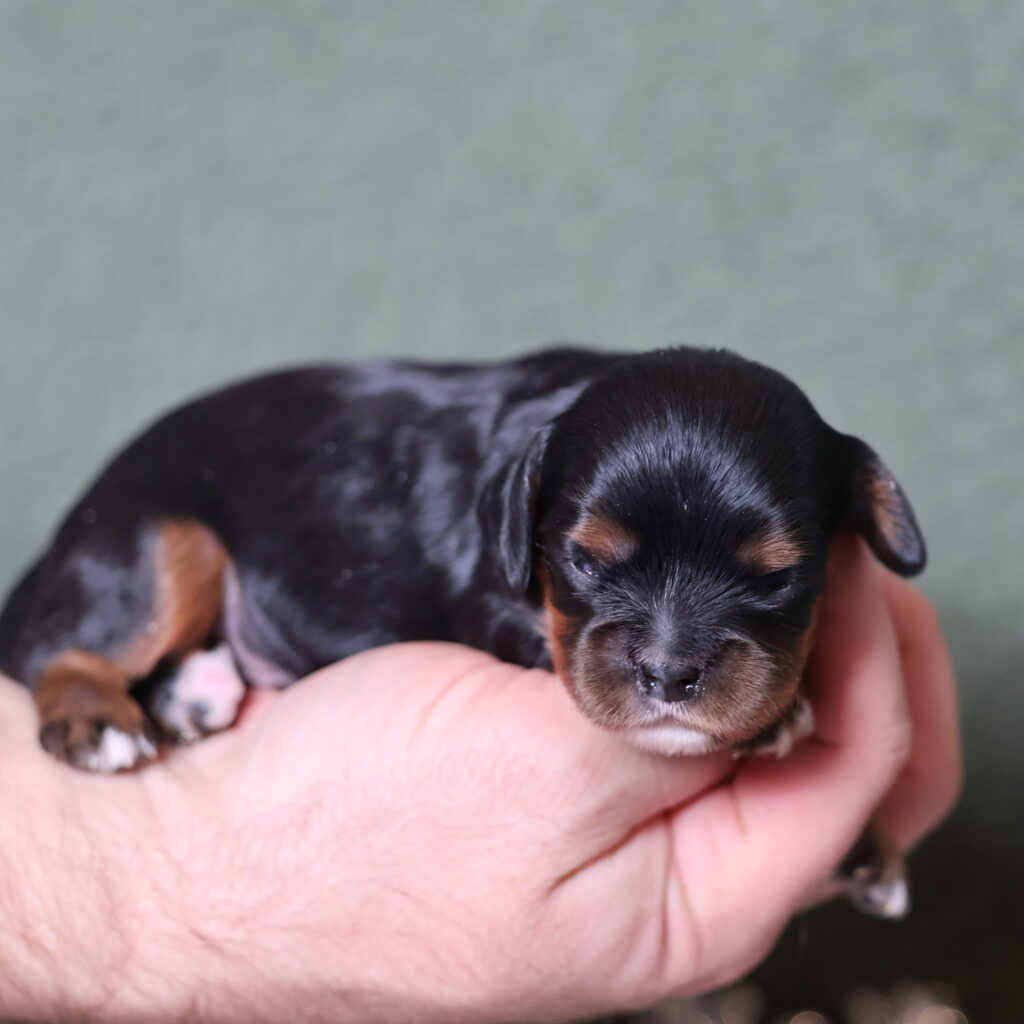 cavalier king charles spaniel puppies breeders