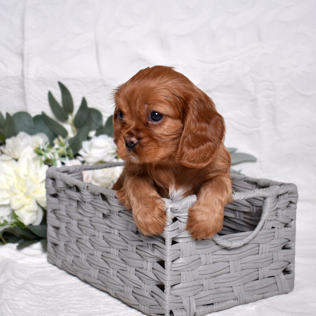 cavalier king charles spaniel puppies for sale