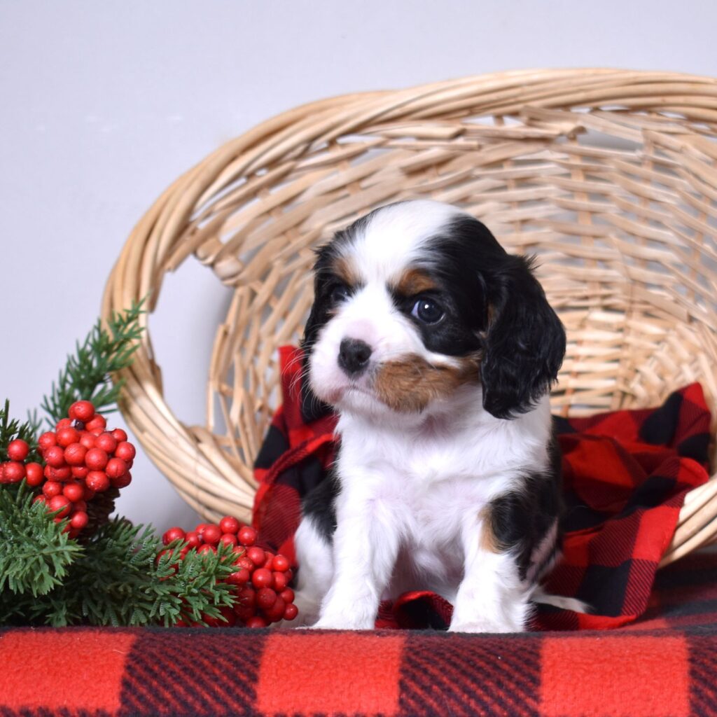 cavalier king charles spaniel puppies for sale
