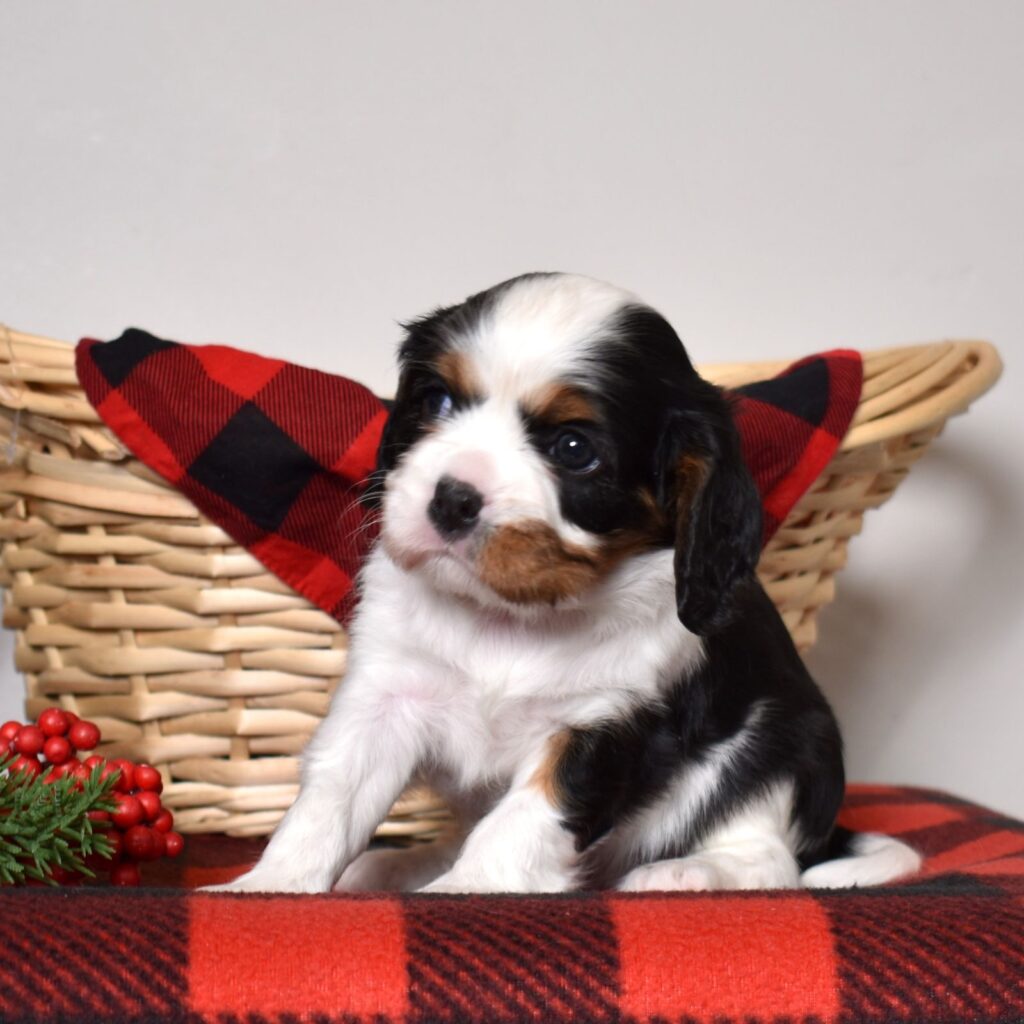 cavalier king charles spaniel puppies for sale near me