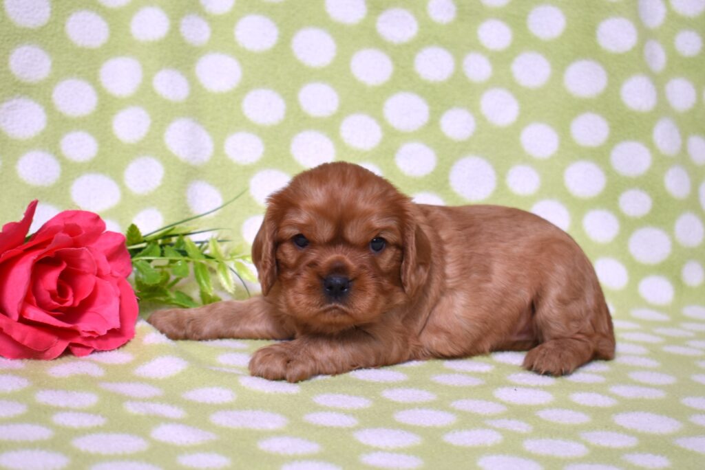 cavalier king charles spaniel puppies for sale ruby