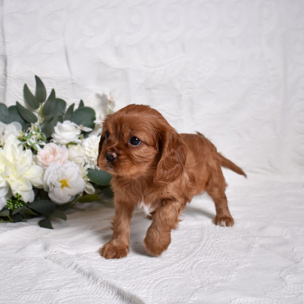 cavalier king charles spaniel puppy
