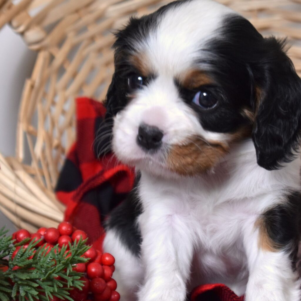 cavalier king charles spaniel puppy