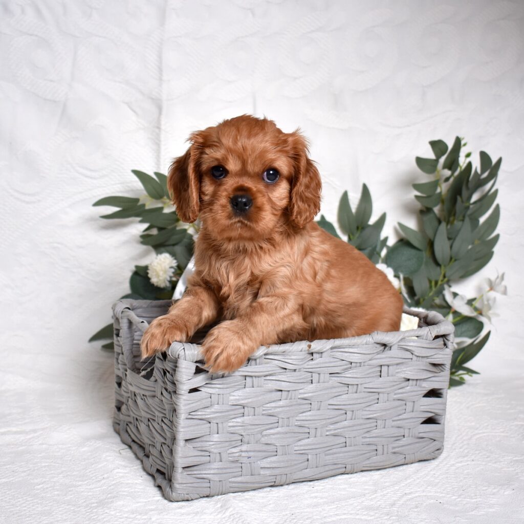 cavalier king charles spaniel puppy