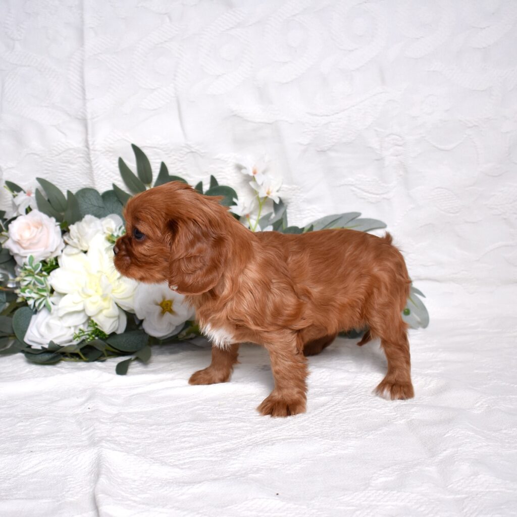 cavalier puppies