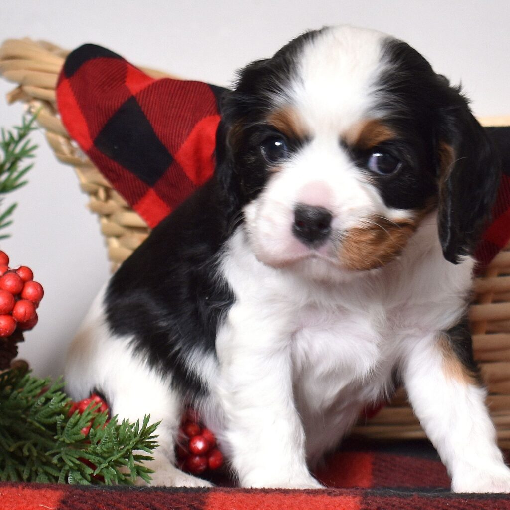 cavalier puppies