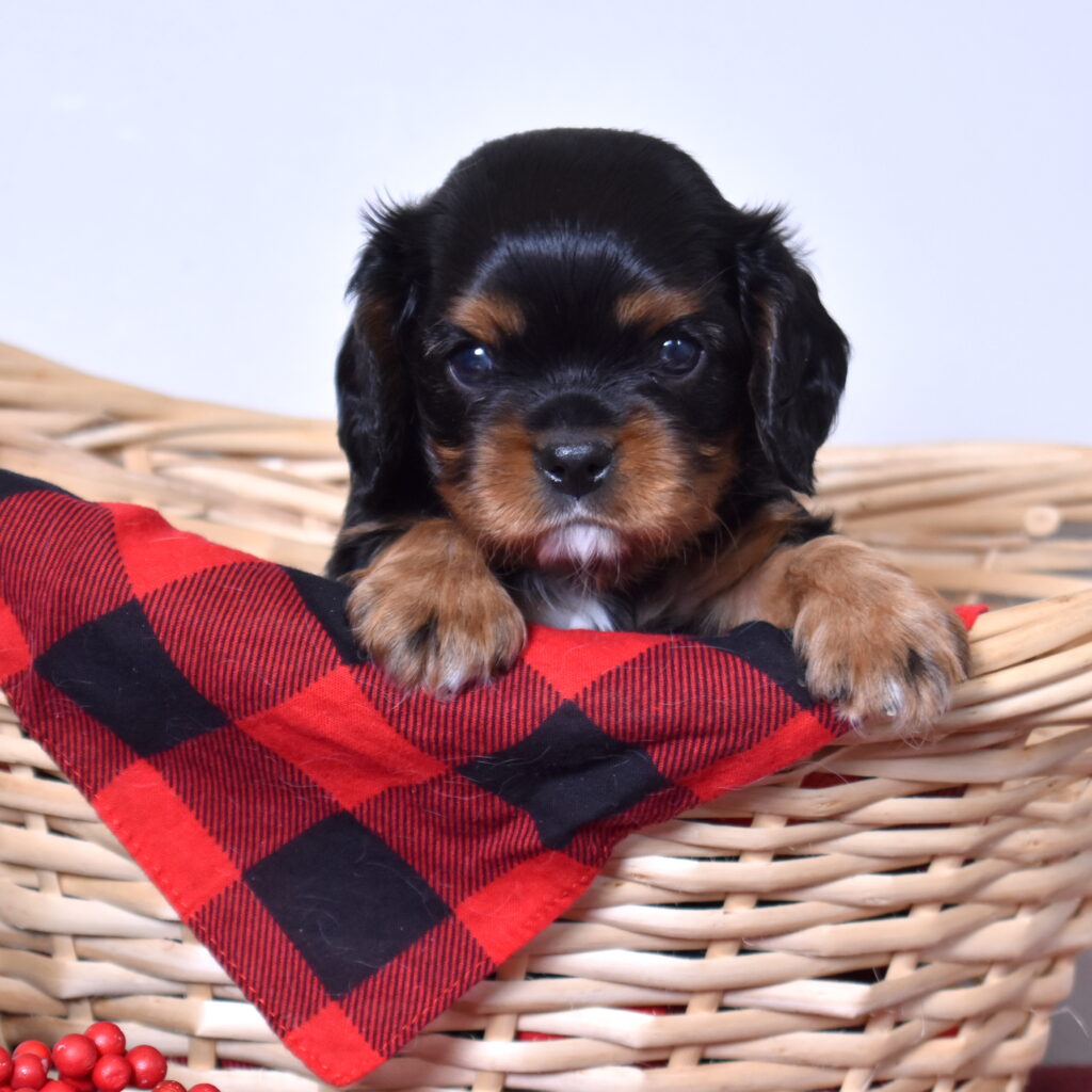 cavalier puppies for sale
