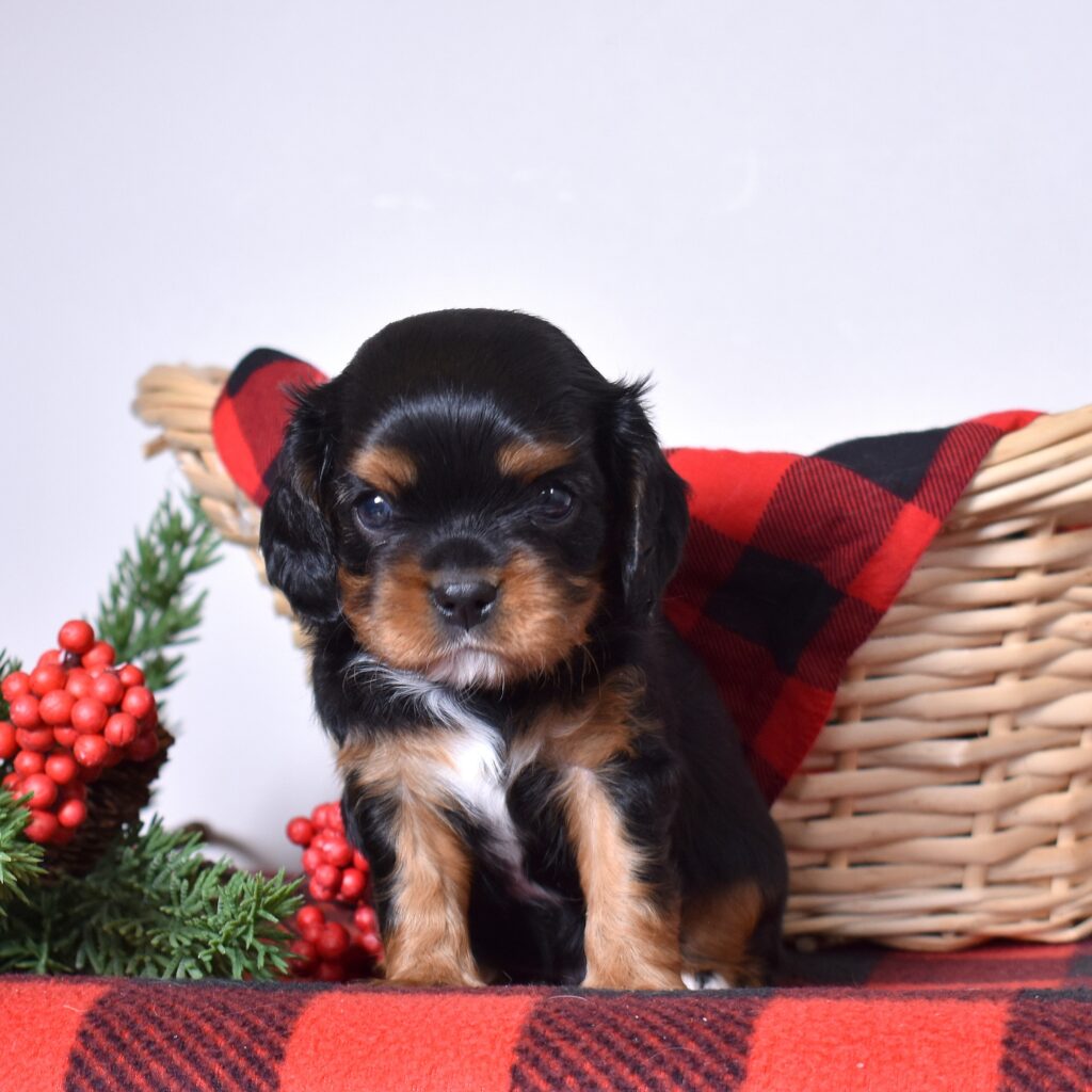 cavalier puppy