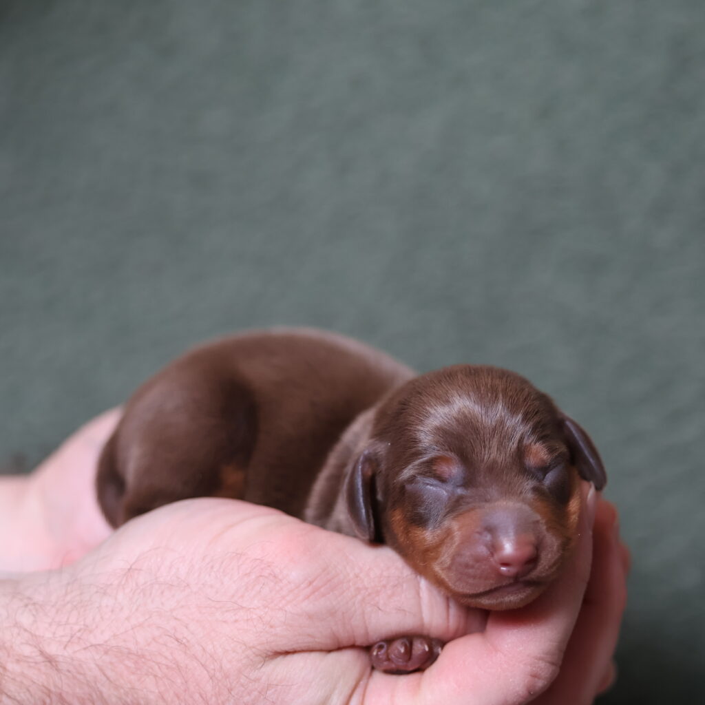 chocolate and tan dachshund