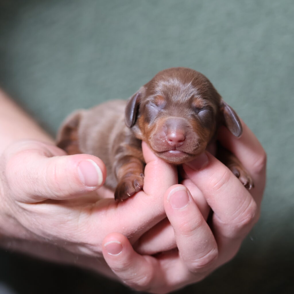 chocolate dachshund