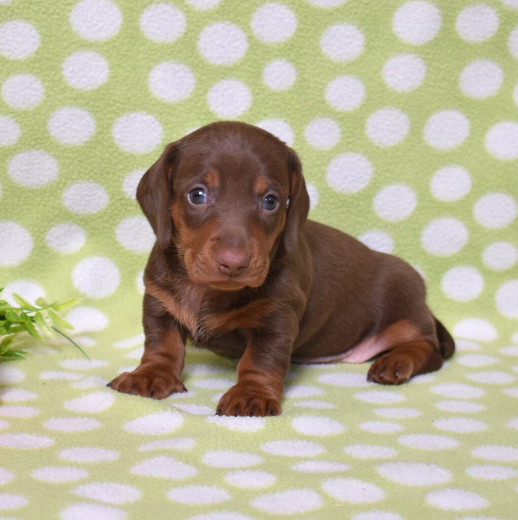 chocolate dachshund