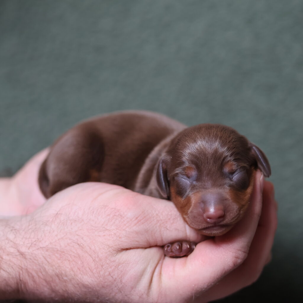 chocolate mini dachshund