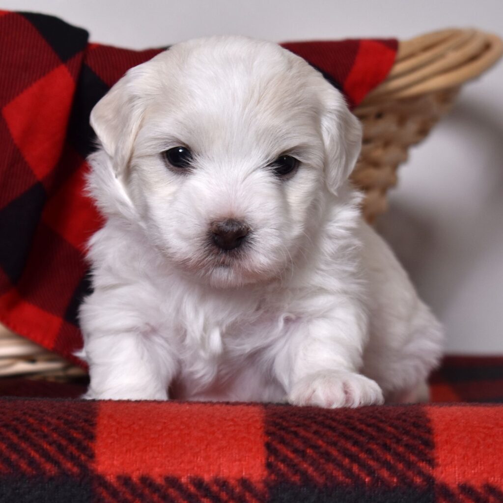 coton de tuléar puppies