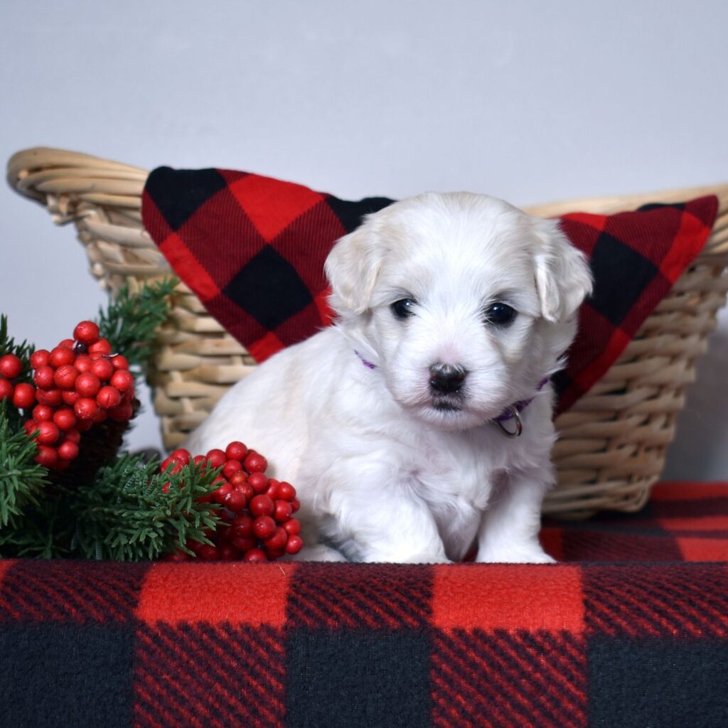 coton de tulear puppies