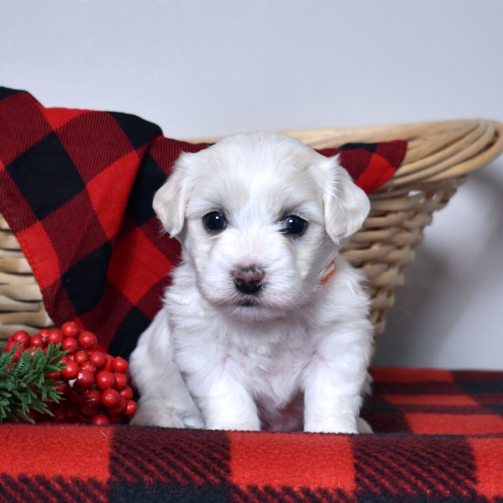 coton de tulear breeder