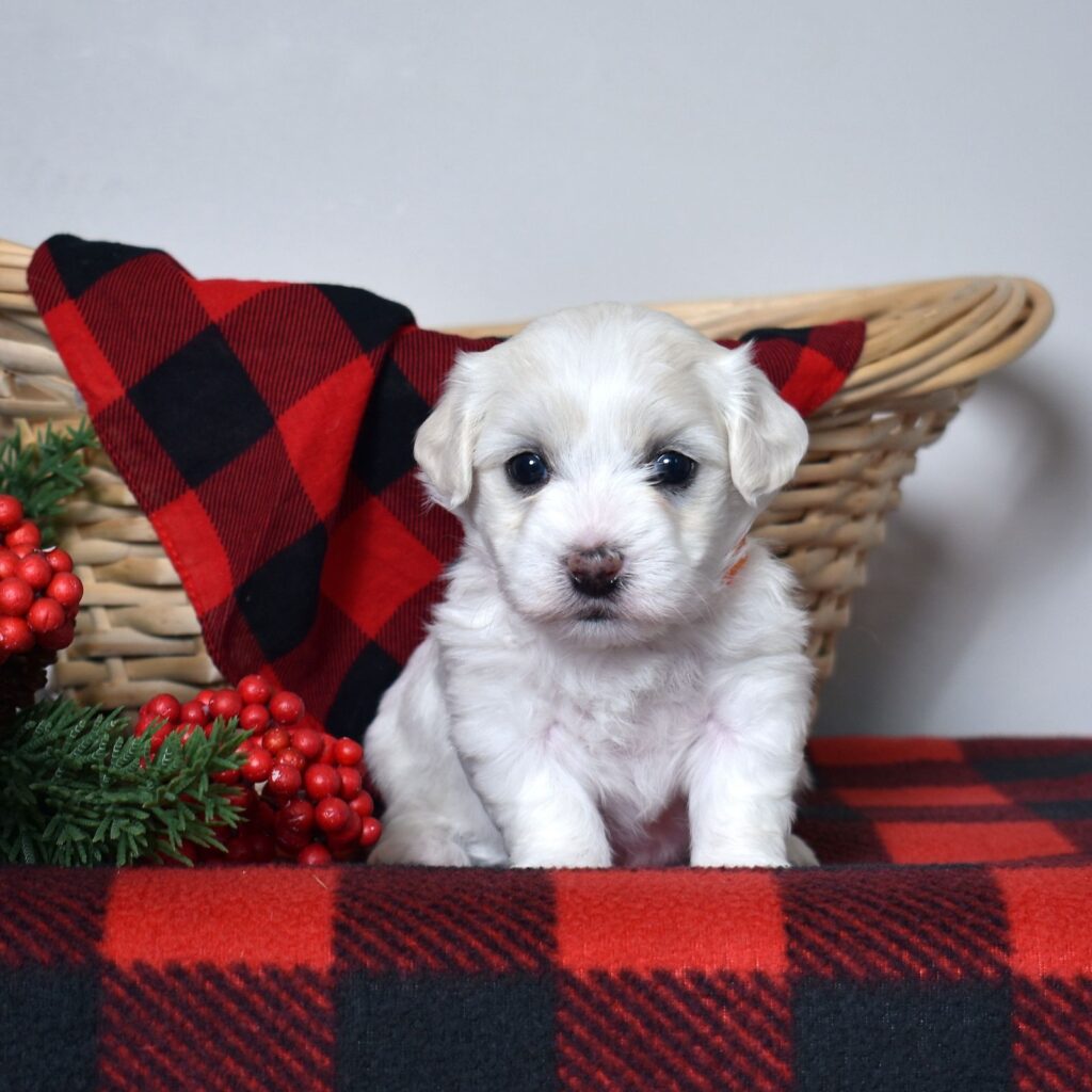 coton de tulear breeder near me