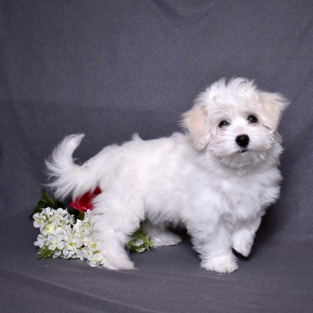 coton de tulear breeders
